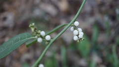 Deeringia polysperma