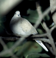 Streptopelia decaocto
