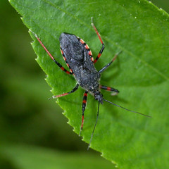 Rhynocoris annulatus
