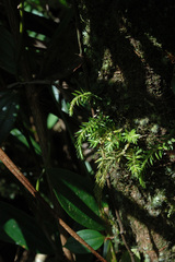 Phlegmariurus