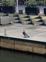 Phalacrocorax carbo