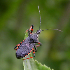 Rhynocoris annulatus