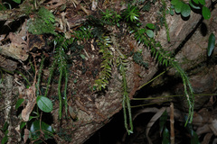 Phlegmariurus