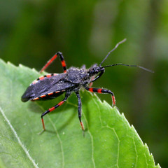 Rhynocoris annulatus