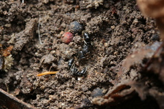 Ectomomyrmex astutus