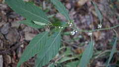 Deeringia polysperma