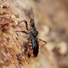 Rhynocoris annulatus