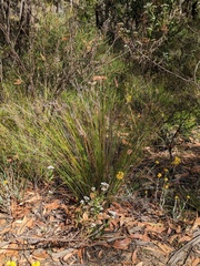 Schoenus carsei