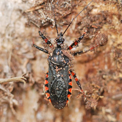 Rhynocoris annulatus