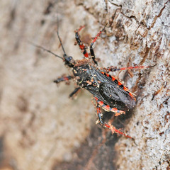 Rhynocoris annulatus