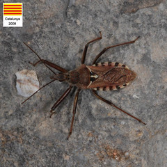 Rhynocoris erythropus