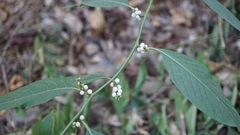 Deeringia polysperma