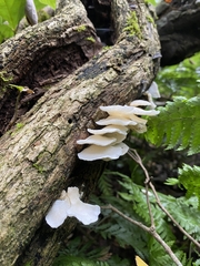 Favolaschia pustulosa