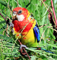 Platycercus eximius eximius