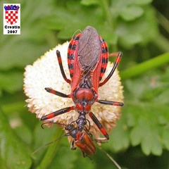 Rhynocoris rubricus
