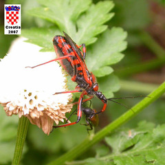 Rhynocoris rubricus