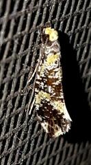 Monopis chrysogramma