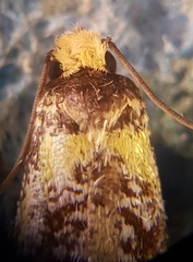 Monopis chrysogramma