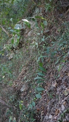 Deeringia polysperma