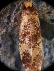 Monopis chrysogramma