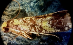 Monopis chrysogramma