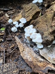 Filoboletus