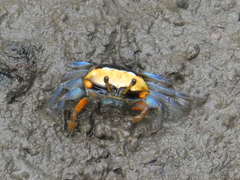 Tubuca coarctata