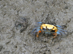 Tubuca coarctata