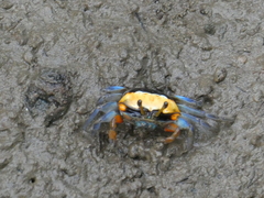 Tubuca coarctata
