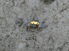 Tubuca coarctata