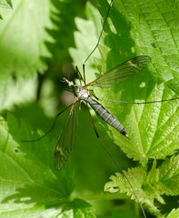 Tipula vernalis