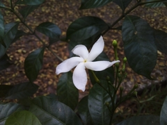 Tabernaemontana divaricata