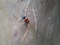 Neolema fasciata