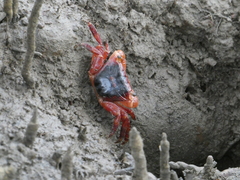 Metopograpsus latifrons