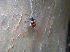 Neolema fasciata