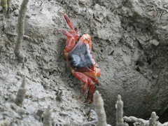 Metopograpsus latifrons