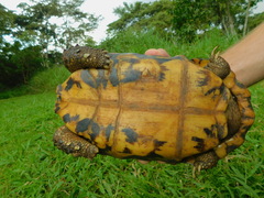 Kinixys belliana