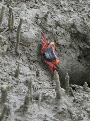 Metopograpsus latifrons