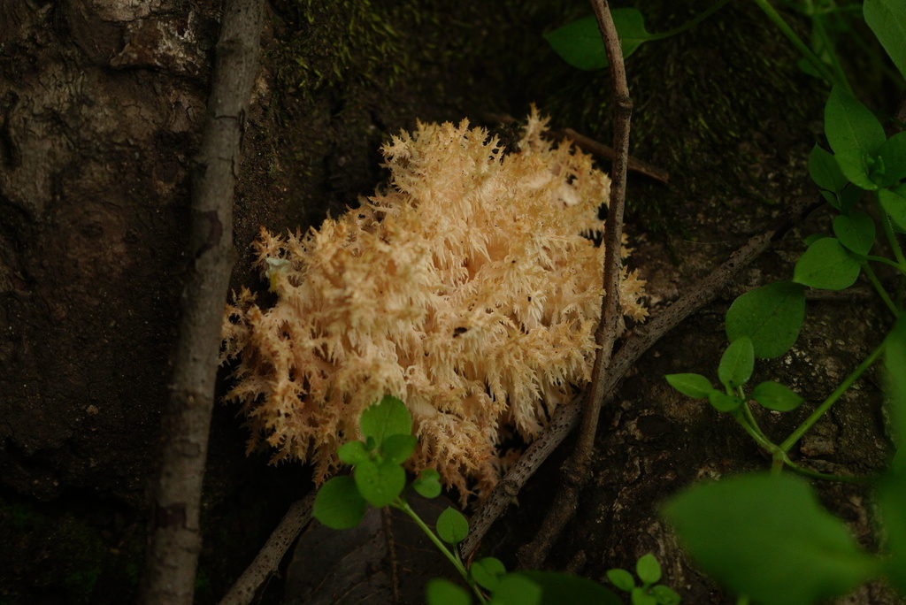 Hericium coralloides · September 2022 · photo: © cristobal86 (iNaturalist, CC)