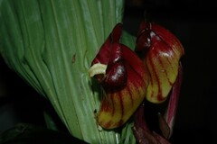 Acanthophippium pictum