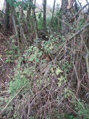 Geranium divaricatum