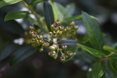 Gaultheria appressa