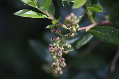 Gaultheria appressa