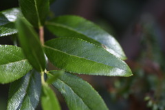 Gaultheria appressa