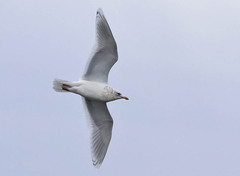Larus glaucoides kumlieni