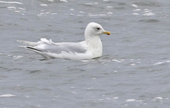 Larus glaucoides kumlieni