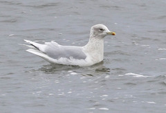 Larus glaucoides kumlieni