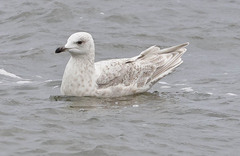 Larus glaucoides kumlieni