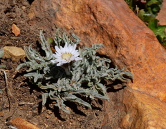 Leucheria candidissima