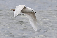 Larus glaucoides kumlieni